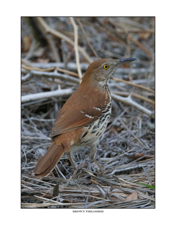 _1SB0263-1 brown thrasher a85x11.jpg